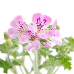 Meilleure vente 🧨 La Compagnie Des Sens Senteurs GÉRANIUM ROSAT CV EGYPTE - Huile Essentielle Bio 100ml 🧨 -Huiles essentielles || Lanternes || Diffuseurs de parfums Soldes geranium rosat cv egypte huile essentielle bio 100ml 1